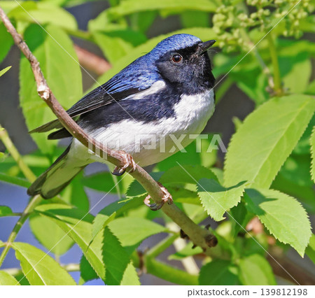 Black-throated blue warbler in the forest, Canada Black-throated blue warbler in the forest, Canada 139812198