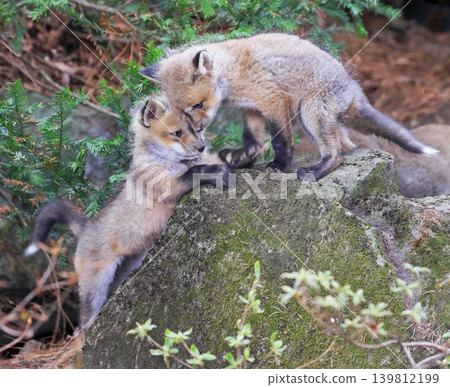 Babies red fox playing in the forest, Canada Babies red fox playing in the forest, Canada 139812199
