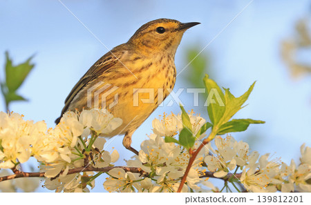 Cape May warbler perched on a cherry blossom branch Cape May warbler perched on a cherry blossom branch 139812201