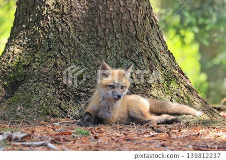 Red fox baby portrait in the forest, Canada Red fox baby portrait in the forest, Canada 139812237