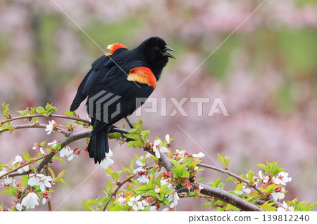 Red-winged blackbird perched on a cherry blossom branch Red-winged blackbird perched on a cherry blossom branch 139812240