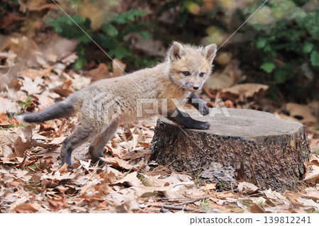 Red fox baby sitting on a tree trunk in the forest, Canada Red fox baby sitting on a tree trunk in the forest, Canada 139812241
