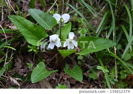 I saw a beautiful white-flowered violet, *Viola japonica*, on the mountains of Minoo. I saw a beautiful white-flowered violet, *Viola japonica*, on the mountains of Minoo. 139812374