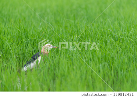 Cattle egret searching for prey among lush green rice plants in wetland habitat natural ecosystem wildlife behavior Cattle egret searching for prey among lush green rice plants in wetland habitat natural ecosystem wildlife behavior 139812451