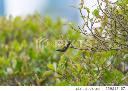Olive backed sunbird perched on branch among green foliage in tropical habitat showing wild bird behavior natural environment 139812467