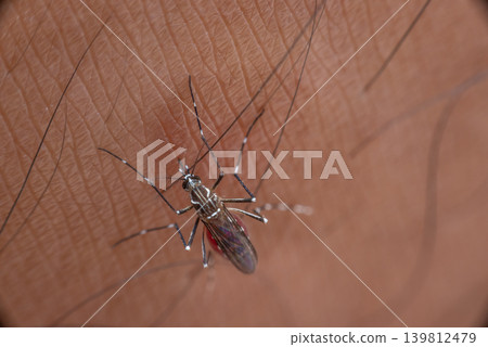 Closeup macro of mosquito feeding on human skin showing blood meal insect behavior disease transmission risk tropical environment Closeup macro of mosquito feeding on human skin showing blood meal insect behavior disease transmission risk tropical environment 139812479