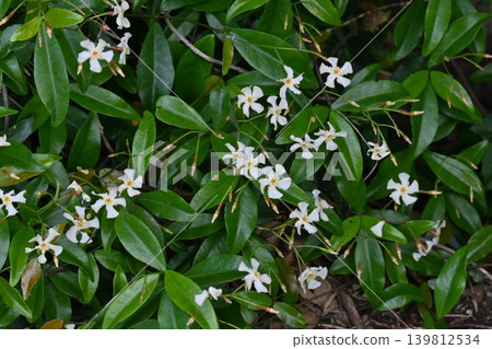 The flower of Trachelospermum asiaticum, the vine of Teika, Noh play Teika, the love story of Fujiwara no Teika (Tomb of Princess Shikishi) The flower of Trachelospermum asiaticum, the vine of Teika, Noh play Teika, the love story of Fujiwara no Teika (Tomb of Princess Shikishi) 139812534
