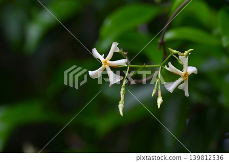 The flower of Trachelospermum asiaticum, the vine of Teika, Noh play Teika, the love story of Fujiwara no Teika (Tomb of Princess Shikishi) The flower of Trachelospermum asiaticum, the vine of Teika, Noh play Teika, the love story of Fujiwara no Teika (Tomb of Princess Shikishi) 139812536