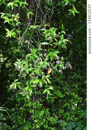 The flower of Trachelospermum asiaticum, the vine of Teika, Noh play Teika, the love story of Fujiwara no Teika (Tomb of Princess Shikishi) The flower of Trachelospermum asiaticum, the vine of Teika, Noh play Teika, the love story of Fujiwara no Teika (Tomb of Princess Shikishi) 139812537