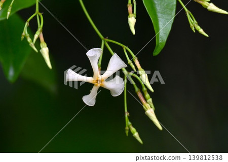 絡石(Trachelospermum asiaticum)之花,帝家藤,能劇《帝家》,藤原帝家(色紙公主之墓)愛情故事 絡石(Trachelospermum asiaticum)之花,帝家藤,能劇《帝家》,藤原帝家(色紙公主之墓)愛情故事 139812538