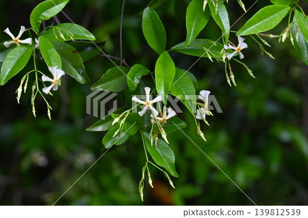 絡石(Trachelospermum asiaticum)之花,帝家藤,能劇《帝家》,藤原帝家(色紙公主之墓)愛情故事 絡石(Trachelospermum asiaticum)之花,帝家藤,能劇《帝家》,藤原帝家(色紙公主之墓)愛情故事 139812539