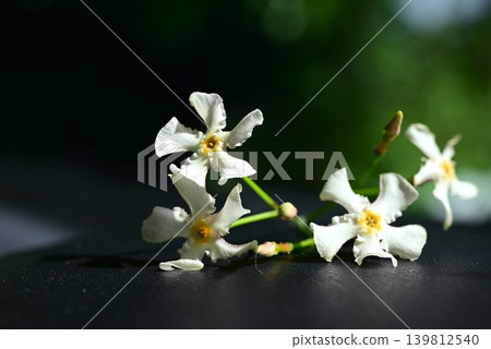 絡石(Trachelospermum asiaticum)之花,帝家藤,能劇《帝家》,藤原帝家(色紙公主之墓)愛情故事 絡石(Trachelospermum asiaticum)之花,帝家藤,能劇《帝家》,藤原帝家(色紙公主之墓)愛情故事 139812540