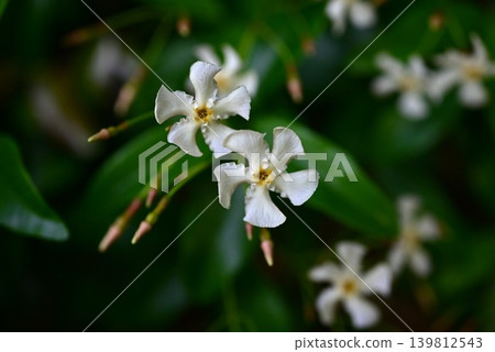 The flower of Trachelospermum asiaticum, the vine of Teika, Noh play Teika, the love story of Fujiwara no Teika (Tomb of Princess Shikishi) The flower of Trachelospermum asiaticum, the vine of Teika, Noh play Teika, the love story of Fujiwara no Teika (Tomb of Princess Shikishi) 139812543