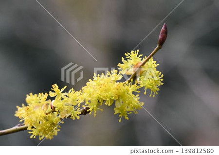 In early spring, the beautiful clusters of yellow flowers covering the twigs of the Japanese spicebush (Dankoubai) can be seen on the Rokko Mountains. In early spring, the beautiful clusters of yellow flowers covering the twigs of the Japanese spicebush (Dankoubai) can be seen on the Rokko Mountains. 139812580