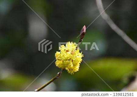 The winter buds that have grown from the yellow flower clusters of the Japanese spicebush (Dankoubai) seen in the early spring on the Rokko Mountains are adorable. The winter buds that have grown from the yellow flower clusters of the Japanese spicebush (Dankoubai) seen in the early spring on the Rokko Mountains are adorable. 139812581