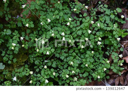 A cluster of lovely flowers with pale yellow petal-like sepals, seen in Akame Valley. 139812647