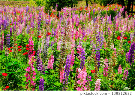 Colorful Lupine Colorful Lupine 139812682