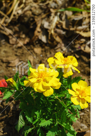 Marigold Marigold 139812700