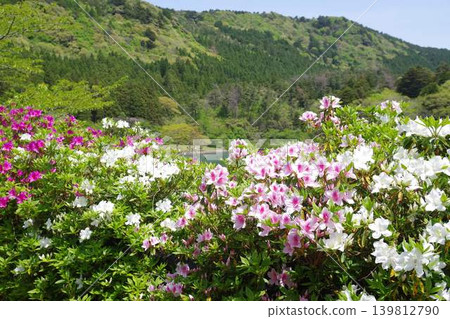 沖之島町龜原池的杜鵑花 沖之島町龜原池的杜鵑花 139812790