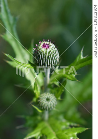 Bud of thistle Bud of thistle 139812974