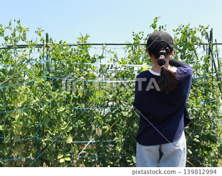 A girl harvesting snap peas (back view) A girl harvesting snap peas (back view) 139812994
