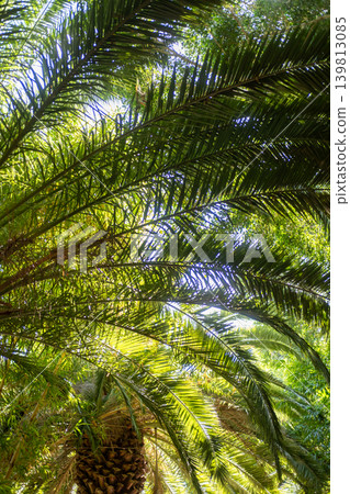 A tall Canary Island Date Palm under a clear sky 139813085