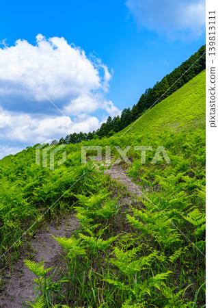 索尼高原二樓莊山腳下健行步道旁生長的蕨類植物 139813111