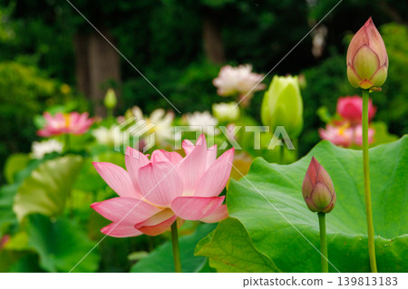 Landscape with lotus flowers and buds Landscape with lotus flowers and buds 139813183