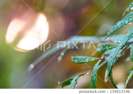 Raindrops sparkling on leaves and creating a dreamy bokeh effect. Raindrops sparkling on leaves and creating a dreamy bokeh effect. 139813196