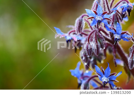 A fantastical world of blooming blue flowers and raindrops. (Description) 139813200