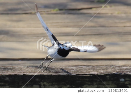 A white wagtail the moment it took flight 139813491