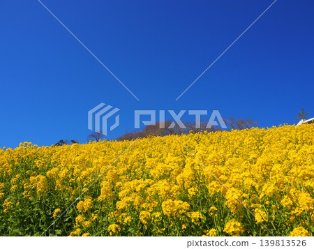 Rape field of superb view Rape field of superb view 139813526
