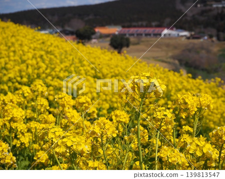 Rape field of superb view 139813547