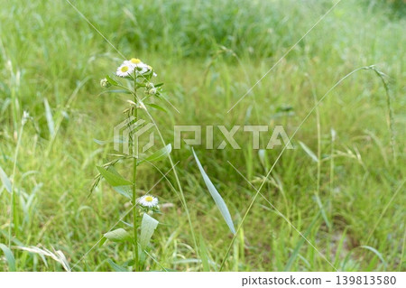 White flowers of the daisy blooming in the field White flowers of the daisy blooming in the field 139813580