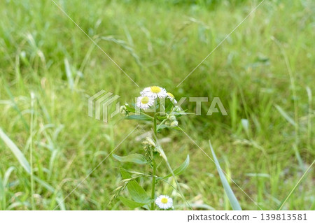 White flowers of the daisy blooming in the field 139813581