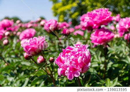 Close-up of a peony flower (Suzuka Peony Festival) Close-up of a peony flower (Suzuka Peony Festival) 139813595