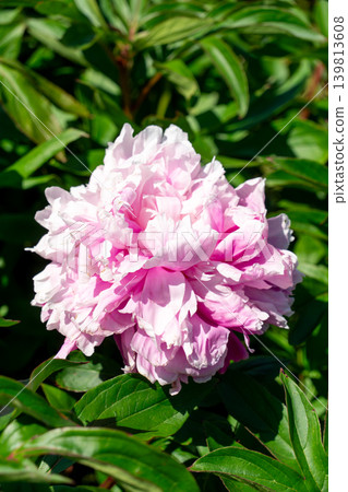 牡丹花特寫(鈴鹿牡丹節) 牡丹花特寫(鈴鹿牡丹節) 139813608