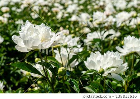 Close-up of a peony flower (Suzuka Peony Festival) Close-up of a peony flower (Suzuka Peony Festival) 139813610