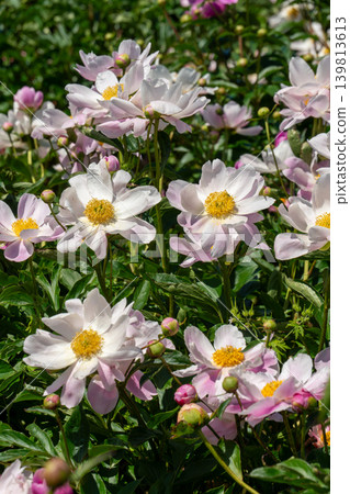 Close-up of a peony flower (Suzuka Peony Festival) Close-up of a peony flower (Suzuka Peony Festival) 139813613