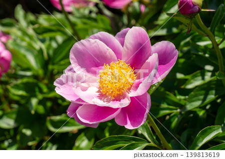 Close-up of a peony flower (Suzuka Peony Festival) Close-up of a peony flower (Suzuka Peony Festival) 139813619