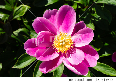 牡丹花特寫(鈴鹿牡丹節) 牡丹花特寫(鈴鹿牡丹節) 139813622