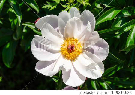 牡丹花特寫(鈴鹿牡丹節) 牡丹花特寫(鈴鹿牡丹節) 139813625