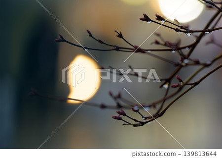 雨滴掛在枝頭,光影交錯,構成美麗的散景。 雨滴掛在枝頭,光影交錯,構成美麗的散景。 139813644