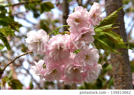 Double back cherry blossoms Double back cherry blossoms 139813662