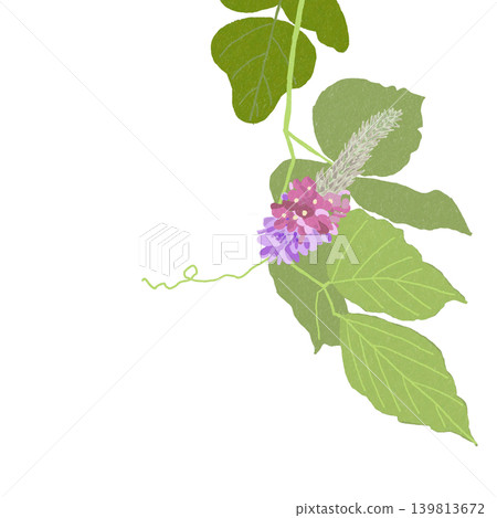 Hand-drawn flower illustration - Kudzu Hand-drawn flower illustration - Kudzu 139813672