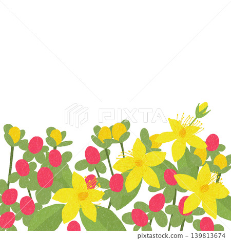 手繪花卉插圖:聖約翰草 手繪花卉插圖:聖約翰草 139813674