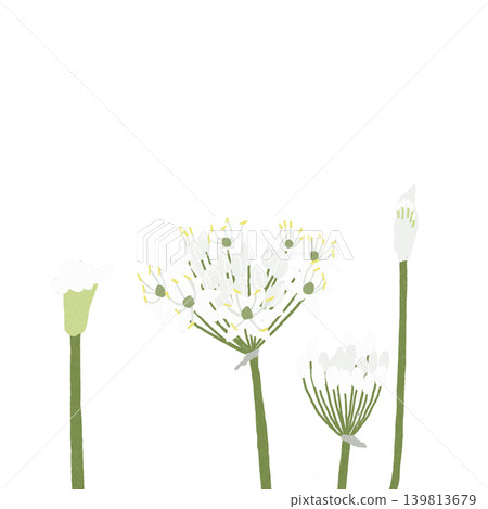 手繪花卉插圖:韭菜花 手繪花卉插圖:韭菜花 139813679