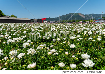 A close-up of a peony with the large torii gate of Tsubaki Grand Shrine in the background (Suzuka Peony Festival). A close-up of a peony with the large torii gate of Tsubaki Grand Shrine in the background (Suzuka Peony Festival). 139813684