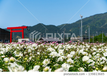 A close-up of a peony with the large torii gate of Tsubaki Grand Shrine in the background (Suzuka Peony Festival). 139813685