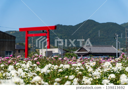 特寫鏡頭下的牡丹花,背景是椿神社的大鳥居(鈴鹿牡丹節)。 特寫鏡頭下的牡丹花,背景是椿神社的大鳥居(鈴鹿牡丹節)。 139813692